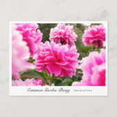 Common Garden Peony Briefkaart (Voorkant)