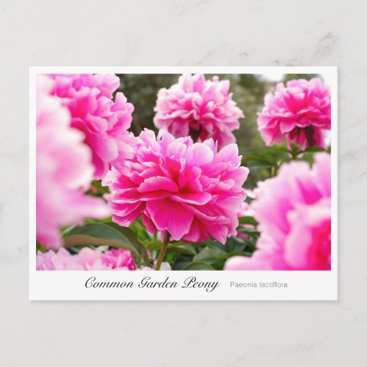 Common Garden Peony Briefkaart (Voorkant)