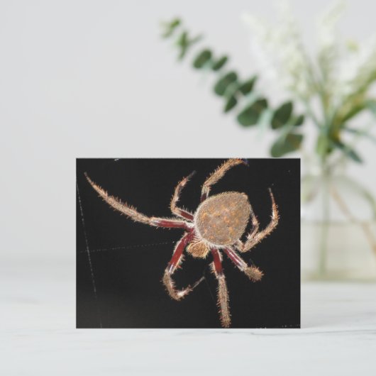 Common Garden Spider Briefkaart (Staand voorkant)