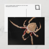 Common Garden Spider Briefkaart (Voorkant / Achterkant)