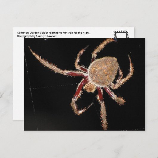 Common Garden Spider Briefkaart (Voorkant / Achterkant)