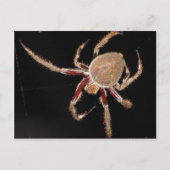 Common Garden Spider Briefkaart (Voorkant)