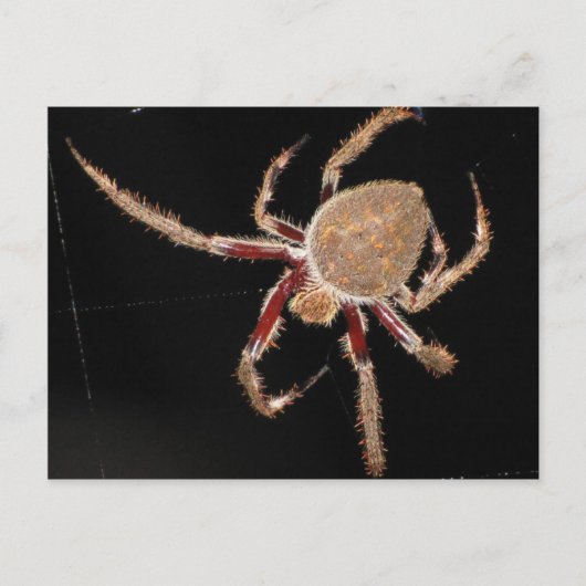 Common Garden Spider Briefkaart (Voorkant)