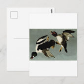 Common goldeneye zee duck briefkaart (Voorkant / Achterkant)