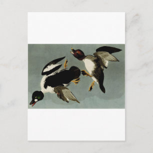 Common goldeneye zee duck briefkaart