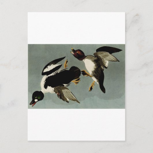 Common goldeneye zee duck briefkaart (Voorkant)