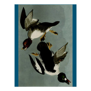 Common goldeneye zee duck perfect poster