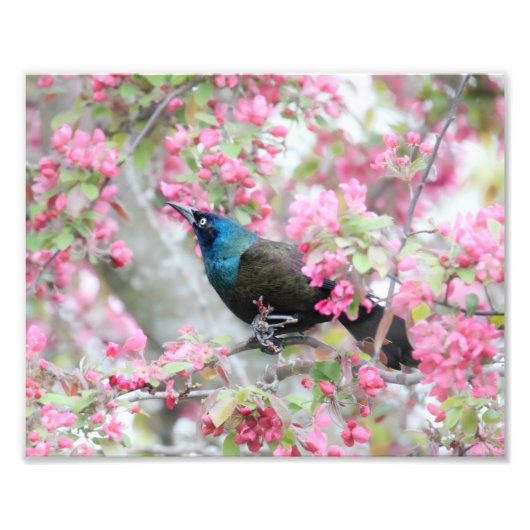 Common grackle Bird in Midwest Crab Apple Tree Foto Afdruk (Voorkant)