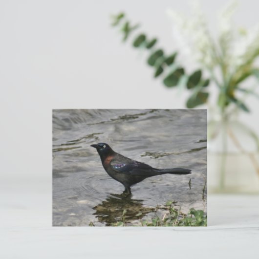 Common Grackle Bird Photo Briefkaart (Staand voorkant)