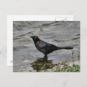 Common Grackle Bird Photo Briefkaart (Voorkant / Achterkant)