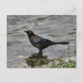 Common Grackle Bird Photo Briefkaart (Voorkant)