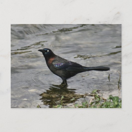 Common Grackle Bird Photo Briefkaart (Voorkant)