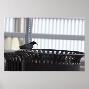 Common Grackle Bird Poster