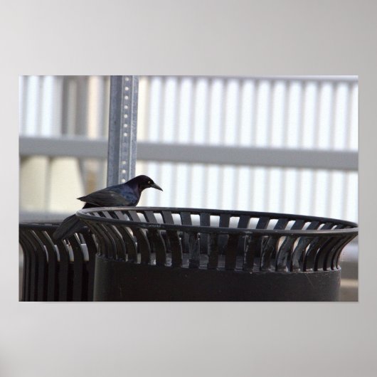 Common Grackle Bird Poster (Voorkant)