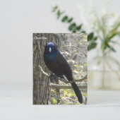 Common grackle briefkaart (Staand voorkant)