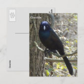 Common grackle briefkaart (Voorkant / Achterkant)
