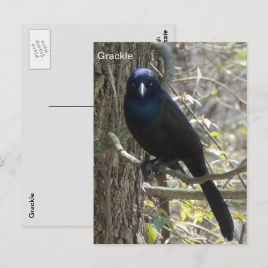 Common grackle briefkaart (Voorkant / Achterkant)