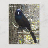 Common grackle briefkaart (Voorkant)