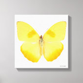 Common Grass Yellow Butterfly Canvas Afdruk (Voorkant)