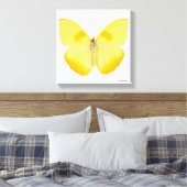 Common Grass Yellow Butterfly Canvas Afdruk (Insitu (Slaapkamer))
