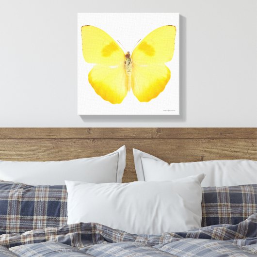 Common Grass Yellow Butterfly Canvas Afdruk (Insitu (Slaapkamer))
