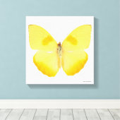 Common Grass Yellow Butterfly Canvas Afdruk (Insitu (Houten vloer))