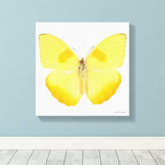 Common Grass Yellow Butterfly Canvas Afdruk (Insitu (Houten vloer))