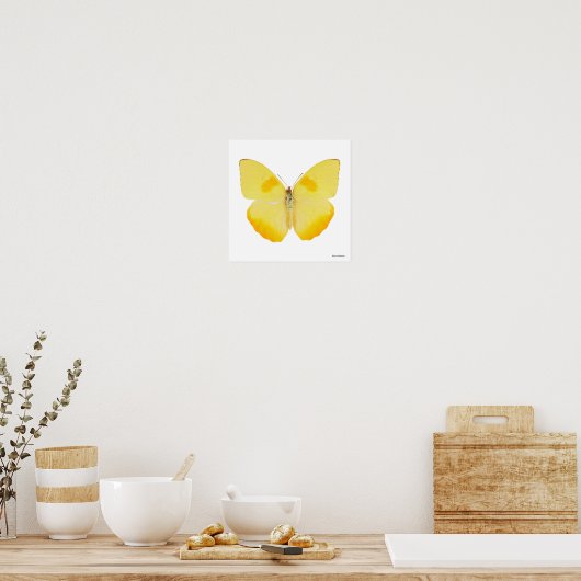 Common Grass Yellow Butterfly Poster (Keuken)