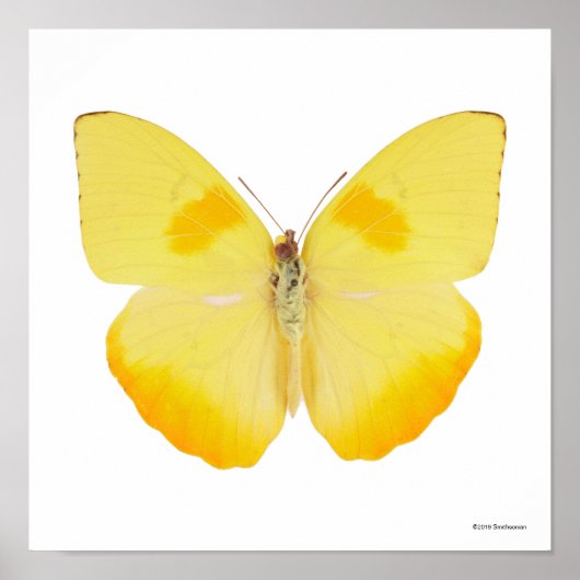 Common Grass Yellow Butterfly Poster (Voorkant)