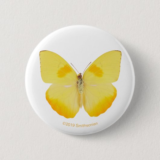Common Grass Yellow Butterfly Ronde Button 5,7 Cm (Voorkant)
