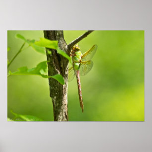 Common Green Darner Dragonfly Poster