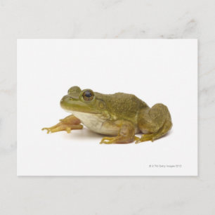 Common Green Frog Briefkaart