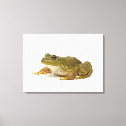 Common Green Frog Canvas Afdruk (Voorkant)