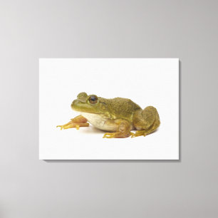 Common Green Frog Canvas Afdruk