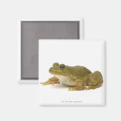 Common Green Frog Magneet (Voorkant / Achterkant)