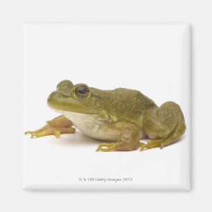 Common Green Frog Magneet