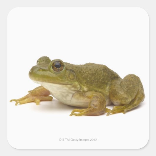Common Green Frog Vierkante Sticker (Voorkant)