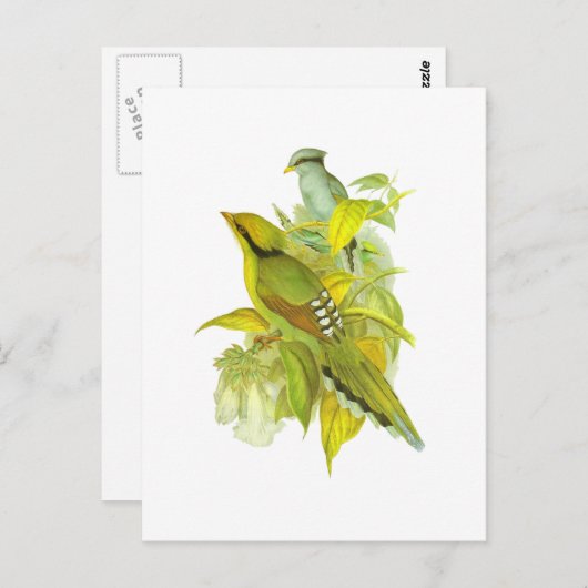 Common Green Magpie Briefkaart (Voorkant / Achterkant)