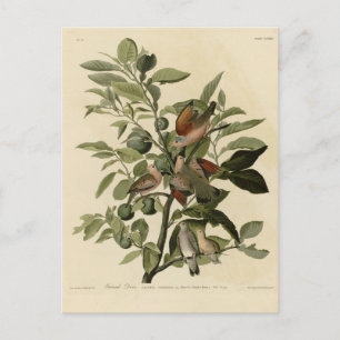 Common Ground-Dove from Audubon's Birds of America Briefkaart