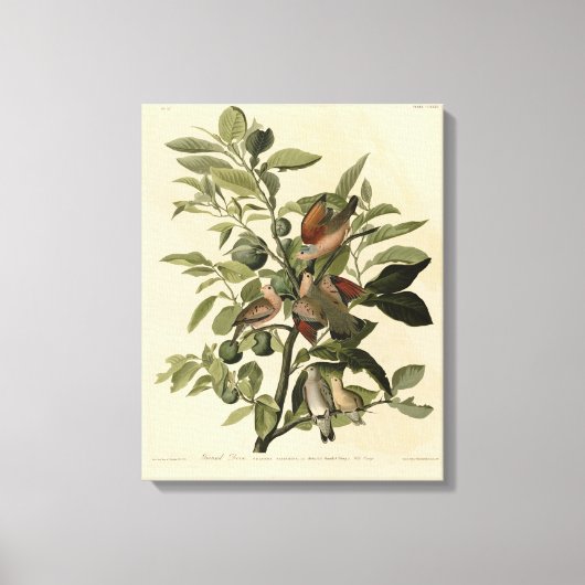 Common Ground-Dove from Audubon's Birds of America Canvas Afdruk (Voorkant)