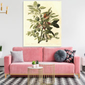 Common Ground-Dove from Audubon's Birds of America Canvas Afdruk (Insitu (Woonkamer))