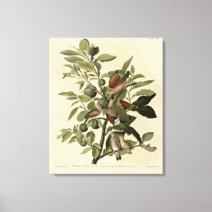 Common Ground-Dove from Audubon's Birds of America Canvas Afdruk