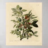 Common Ground-Dove from Audubon's Birds of America Poster (Voorkant)