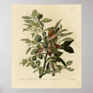 Common Ground-Dove from Audubon's Birds of America Poster