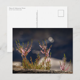 Common Heather Natuur Foto Briefkaart