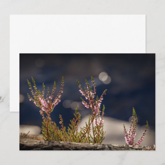Common Heather Natuur Photo Card (Voorkant / Achterkant)