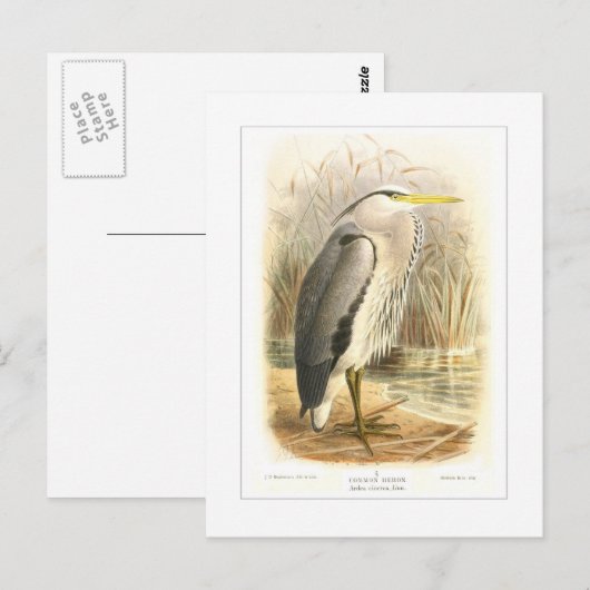 Common Heron Briefkaart (Voorkant / Achterkant)