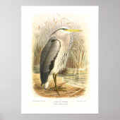 Common Heron Poster (Voorkant)