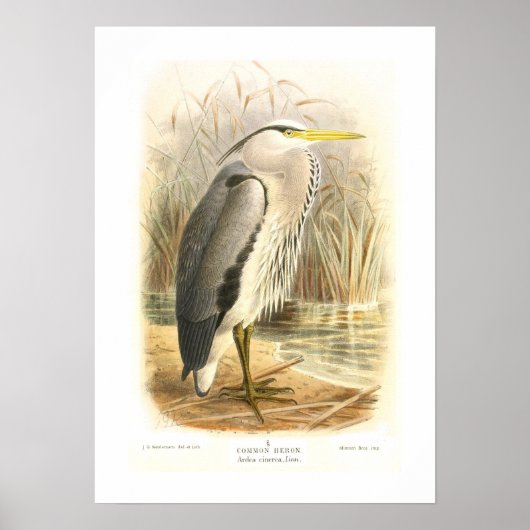 Common Heron Poster (Voorkant)