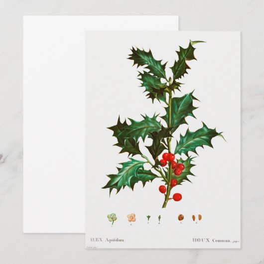 Common Holly Kerstmis Kaart (Voorkant / Achterkant)